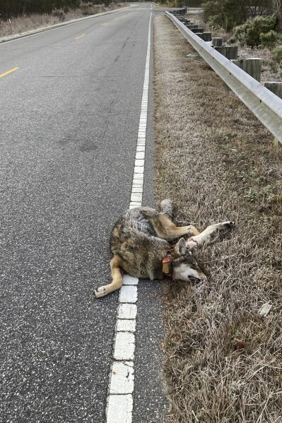 Male red wolf No. 2444 lies dead along U.S. 64 after being struck by a vehicle near Manns Harbor, N.C., on Wednesday, June 5, 2024. (U.S. Fish and Wildlife Service via AP)