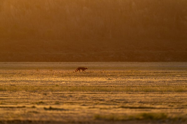 A red wolf roams across the Alligator River National Wildlife Refuge as the sun sets, Thursday, March 23, 2023, near Manns, N.C. (AP Photo/David Goldman, File)